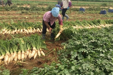 Hà Nội thực hiện đồng bộ các giải pháp hỗ trợ nông dân tiêu thụ nông sản, tránh “được mùa mất giá” 