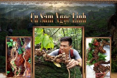 Bài cuối: Tìm lời giải vấn nạn sâm Ngọc Linh nhập nhèm thật - giả 