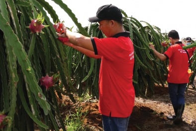 Thúc đẩy xuất khẩu rau quả theo hướng bền vững