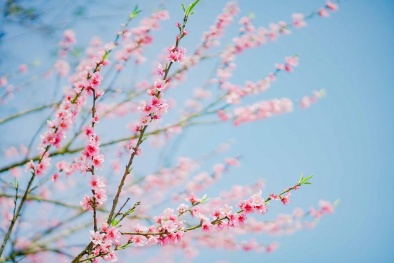 Mãn nhãn hoa anh đào, đào rừng đẹp như chốn Phù Tang tại Fansipan