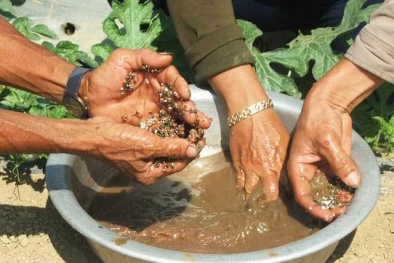 Phân bón trái phép trở lại hoành hành tại Đắk Lắk