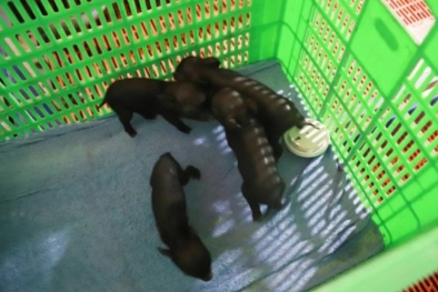 Lần đầu tiên Việt Nam nhân bản thành công lợn ỉ từ tế bào soma mô tai