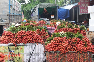 Vải thiều Bắc Giang được Nhật Bản cấp bằng bảo hộ chỉ dẫn địa lý