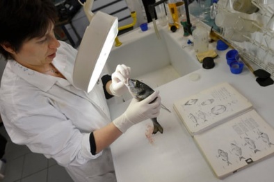 Vấn nạn dán nhãn hải sản không đúng bản chất xảy ra trên quy mô toàn cầu 