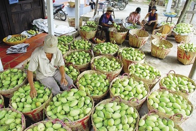 Xoài Việt Nam xuất khẩu sang Mỹ tăng rất mạnh nhờ đạt chất lượng tốt