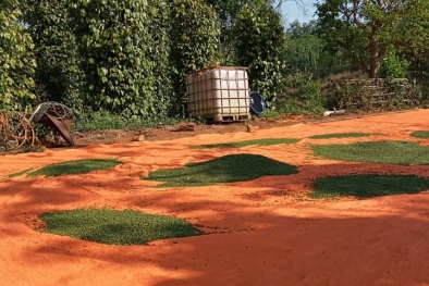 Cảnh báo 'cơn sốt' hồ tiêu