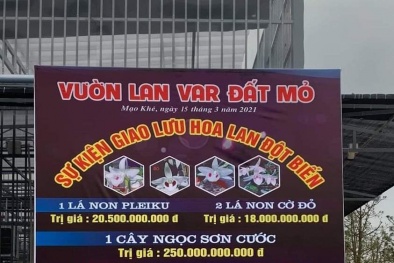 Loạt giao dịch hoa lan đột biến lên tới hàng trăm tỷ gây sốt: Công an lên tiếng cảnh báo