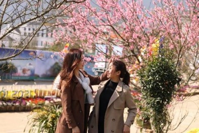 Không ai nghĩ Fansipan có mùa hoa đào đẹp đến như thế này