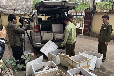 Kiểm soát chặt cá tầm nhập khẩu ngay tại biên giới