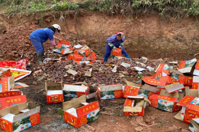 Tiêu hủy hơn 1000kg hồng quả sấy dẻo nhập lậu từ Trung Quốc