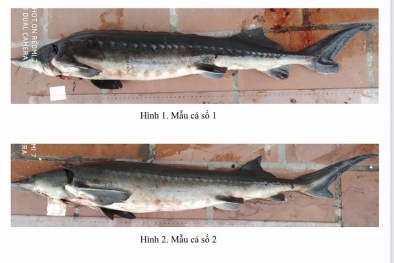Phát hiện nhiều lô hàng cá tầm nhập khẩu không đúng khai báo