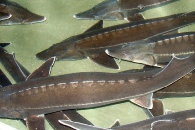 Thực hiện truy xuất nguồn gốc cá tầm, chỉ thông quan sau khi có kết quả giám định