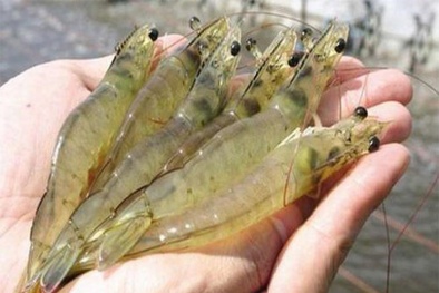 Bác sĩ cảnh báo nên bỏ những bộ phận này khi ăn tôm kẻo 'rước họa'