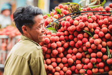 Vải thiều Lục Ngạn được bảo hộ chỉ dẫn địa lý tại Nhật Bản - Giấy thông hành vào thị trường khó tính