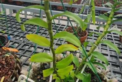 Cơn sốt lan đột biến tiềm ẩn nhiều nguy cơ, coi chừng ‘đột tử’