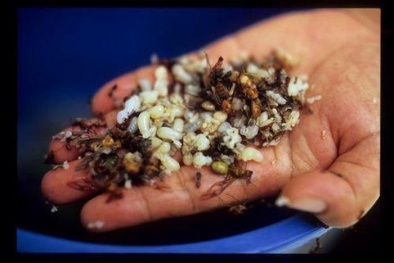 Đặc sản trứng kiến vào mùa thu hoạch