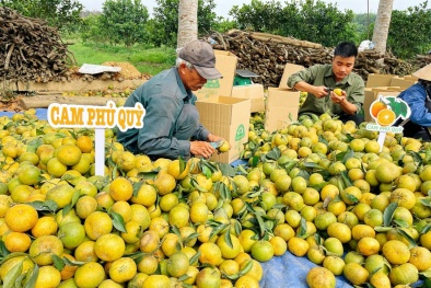 Một buổi Livestream ‘giải cứu’ bán 72 tấn cam bóc Phủ Quỳ