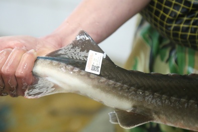 Tỉnh Lào Cai gắn tem truy xuất nguồn gốc cá hồi, cá tầm