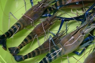 Bảo hộ chỉ dẫn địa lý cho tôm càng xanh 'Bến Tre'