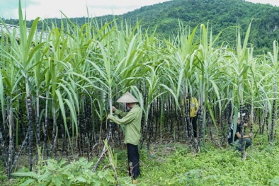 Bộ Công Thương tổ chức tham vấn điều tra chống bán phá giá đường từ Thái Lan
