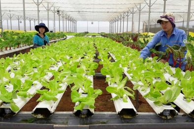 Tìm lối ra bền vững cho nông sản sạch