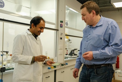 Các nhà khoa học tạo màng bao bì thực phẩm ăn được từ rong biển 