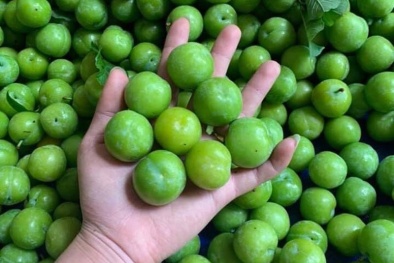 Mận cơm Sơn La rớt giá thảm 