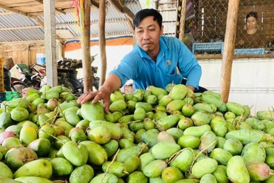 Mở rộng sản xuất xoài theo tiêu chuẩn VietGAP, GlobalGAP