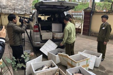 Phát hiện hàng loạt vụ nhập lậu cá tầm