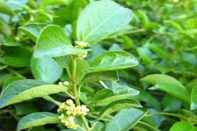 Cẩn trọng với chế phẩm từ dây thìa canh không rõ nguồn gốc hỗ trợ điều trị bệnh tiểu đường