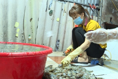 Cà Mau: Thu gom tôm sú chứa tạp chất, thương lái bị phạt 70 triệu đồng