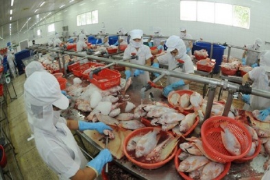 Công ty thủy sản lỗ gần 1.000 tỷ, nợ ngân hàng Sacombank gần 6 nghìn cây vàng