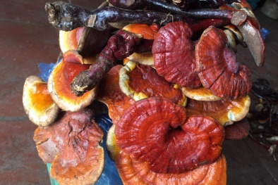 Thị trường nấm Linh Chi: Loạn giá, chất lượng san bằng?