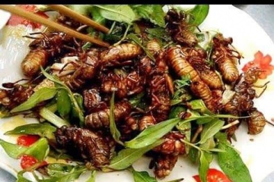 Nhộng ve sầu mùa hè -  món 'độc lạ' nguy cơ gây ngộ độc