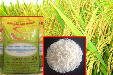 Ông Hồ Quang Cua muốn nhượng lại quyền sở hữu giống lúa ST24, ST25, Bộ NN&PTNT nói gì?