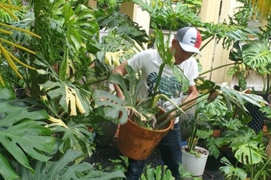 Trầu bà Nam Mỹ tiền tỉ- Nguy cơ ‘vỡ mộng’ như lan đột biến