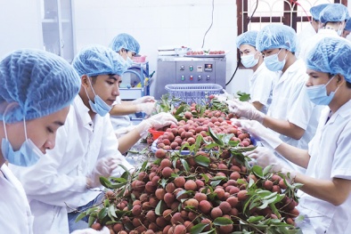 Xuất khẩu rau quả đạt gần 1,4 tỷ USD