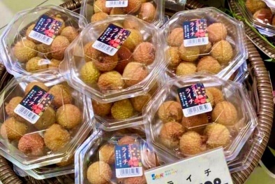 Nhật Bản ủy quyền cho Việt Nam giám sát khử trùng vải thiều xuất khẩu 