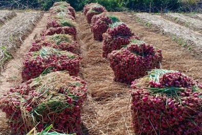 Tiêu thụ 30 tấn hành tím Sóc Trăng qua sàn thương mại điện tử