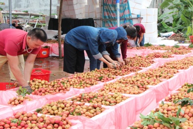 Không để sản xuất 'đứt gãy', Bắc Giang lên kịch bản tiêu thụ vải thiều