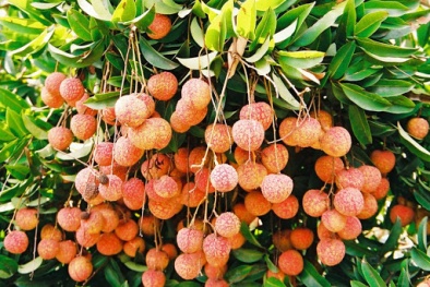 Mùa vải 2021, khoảng 100 tấn vải thiều sẽ được xuất khẩu sang Úc