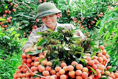 Bắc Giang đề nghị Thủ tướng gỡ khó cho hàng trăm ngàn tấn nông sản, hàng chục triệu gia súc gia cầm