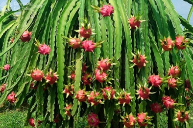 7 địa danh ở Hà Nội mới được sử dụng để đăng ký bảo hộ nhãn hiệu tập thể