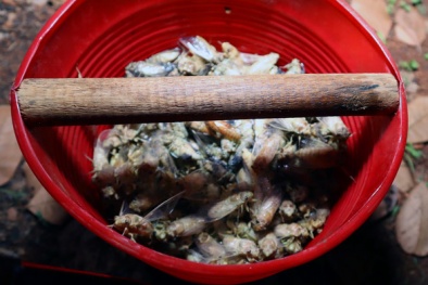 Ngộ độc sau khi ăn 'đặc sản' ve sầu