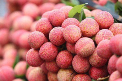 Hơn 2 nghìn tấn vải thiều sớm của Bắc Giang đã được tiêu thụ