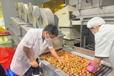 Bộ Công Thương kết nối tiêu thụ nông sản, cung ứng hàng hóa thiết yếu cho Bắc Giang