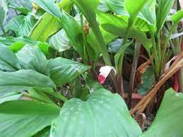 Thực hư về dược liệu có thể phòng ngừa COVID-19?