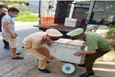 Ngăn chặn kịp thời xe ô tô vận chuyển lòng lợn đã bốc mùi hôi thối 