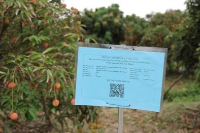 Vải thiều Hải Dương đạt chuẩn lần đầu tiên xuất khẩu sang Thái Lan