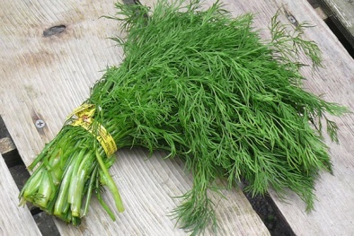 Rau thì là rất tốt cho sức khỏe nhưng cần cảnh giác nếu ăn nhiều